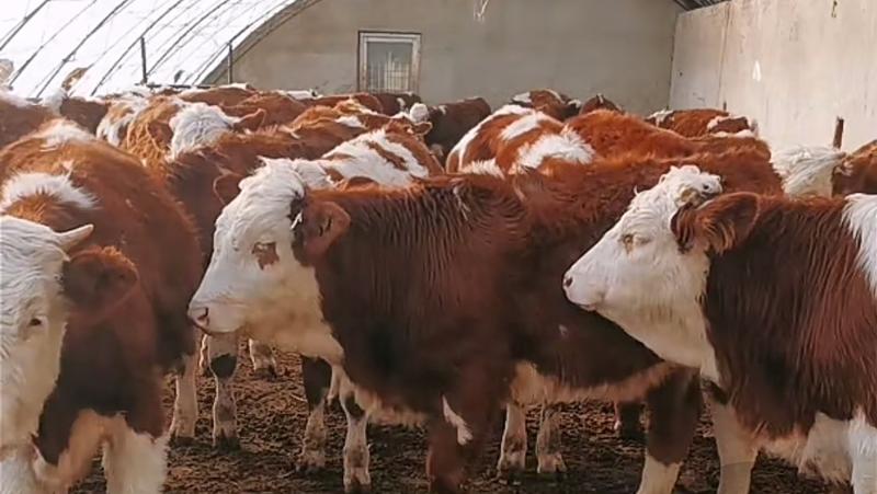 内蒙古西门塔尔牛健康包活可视频选货多规格养殖基地直发