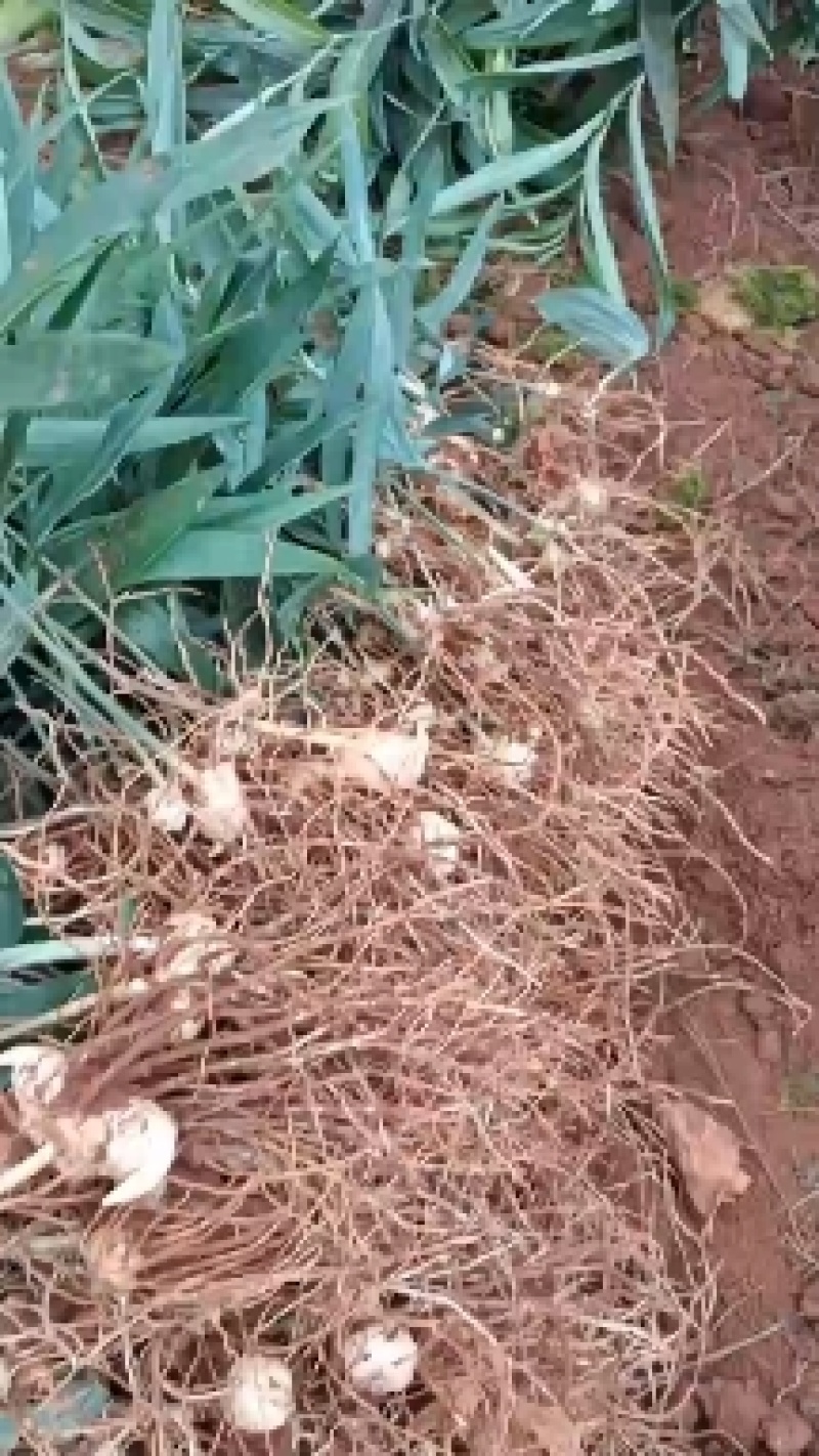 多花黄精种苗，两年籽育苗，基地一手货源，品质上乘