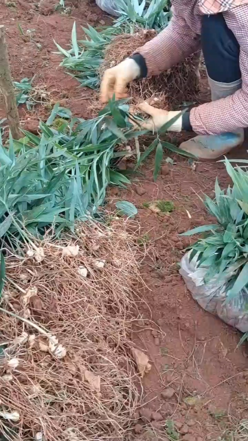 多花黄精种苗，两年籽育苗，基地一手货源，品质上乘