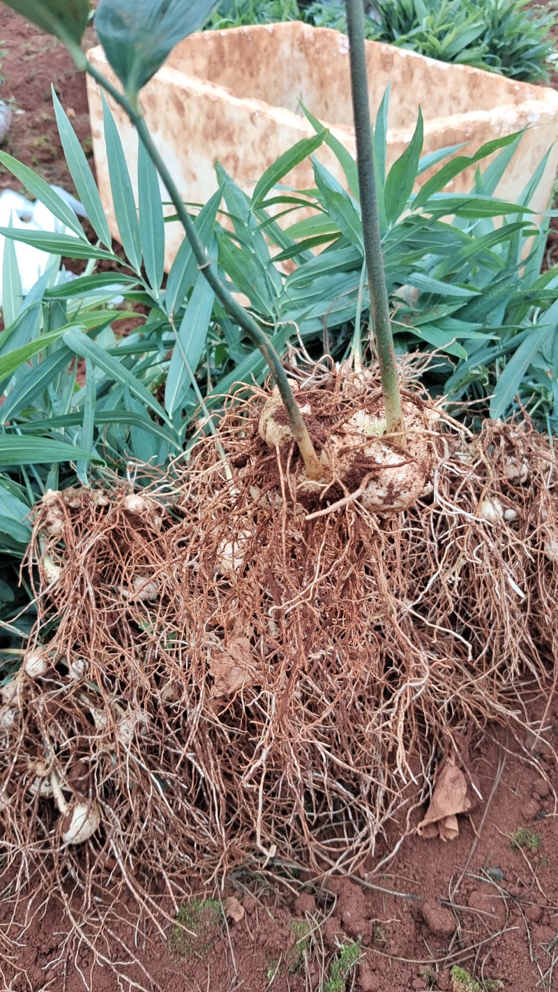 多花黄精种苗，两年籽育苗，基地一手货源，品质上乘