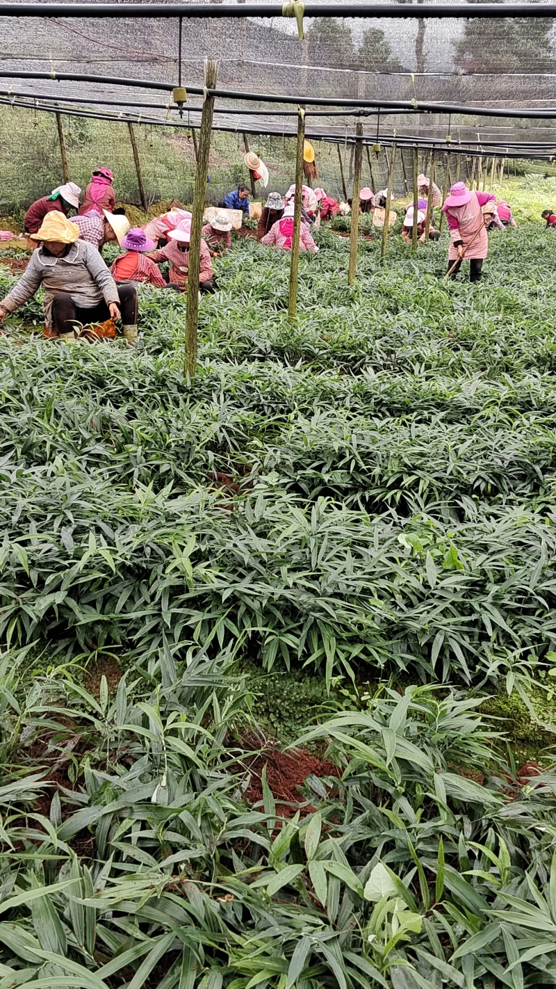 多花黄精种苗，两年籽育苗，基地一手货源，品质上乘