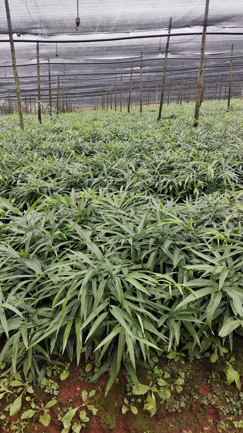多花黄精种苗，两年籽育苗，基地一手货源，品质上乘