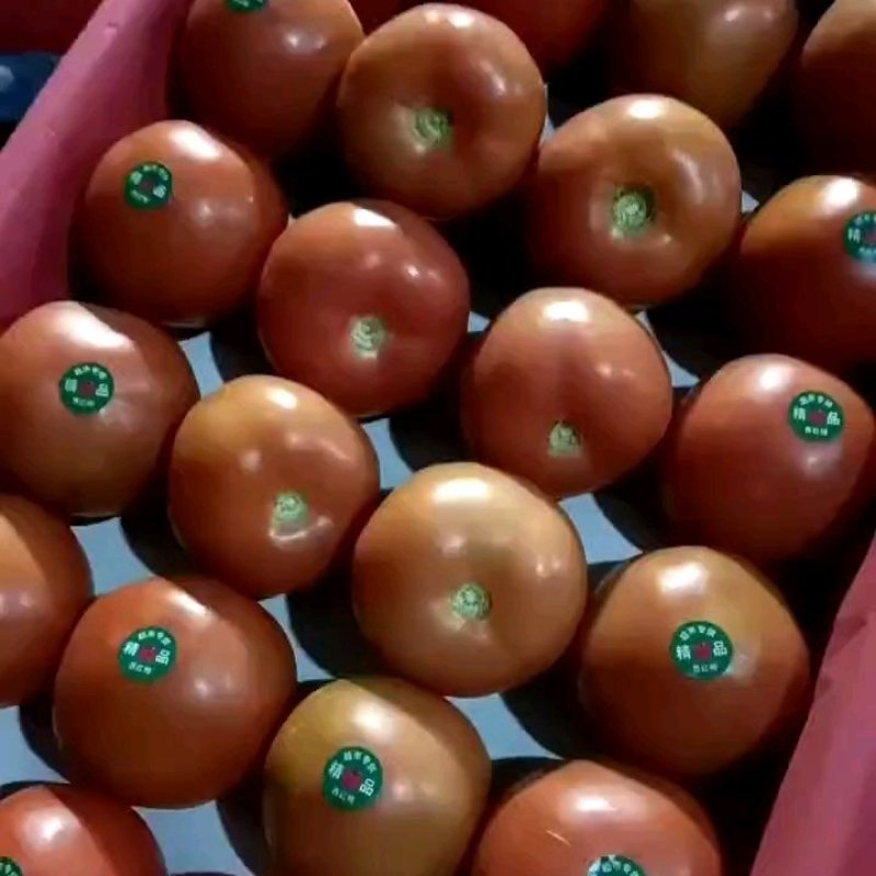四川米易大棚西红柿大量上市对接全国市场电商平台
