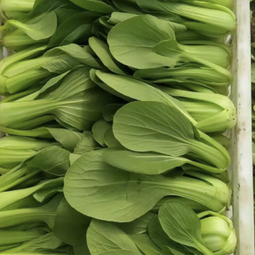 新鲜青菜诚信经营品质保证货源充足量大从优