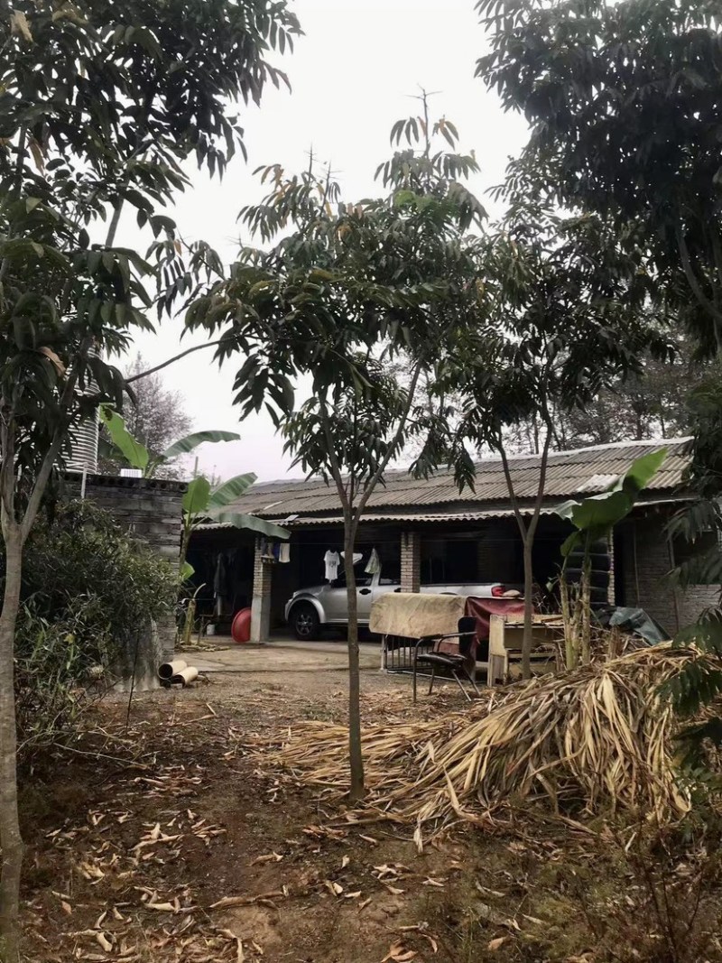 退田处理无患子湖北苗圃直发质量保证量大优惠欢迎订购