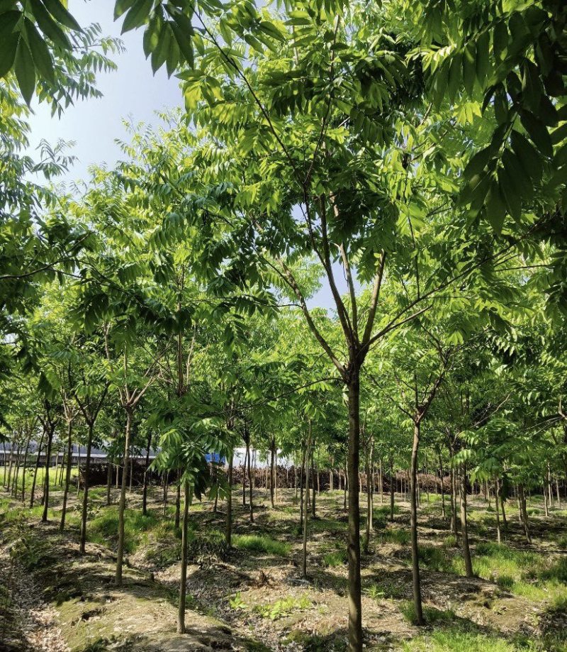 退田处理无患子湖北苗圃直发质量保证量大优惠欢迎订购