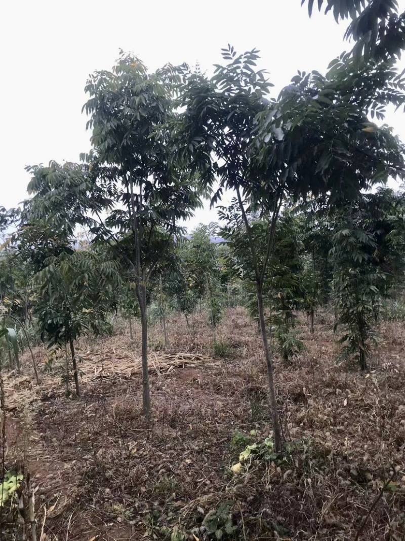 退田处理无患子湖北苗圃直发质量保证量大优惠欢迎订购