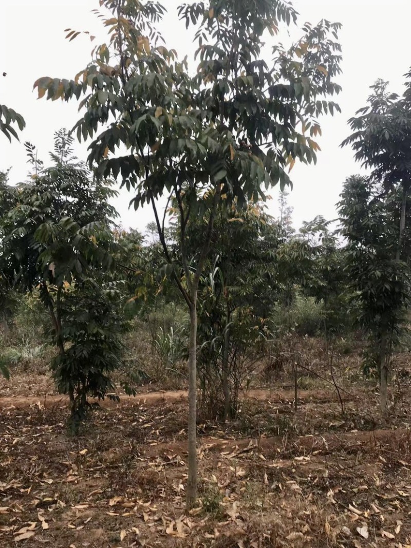 退田处理无患子湖北苗圃直发质量保证量大优惠欢迎订购