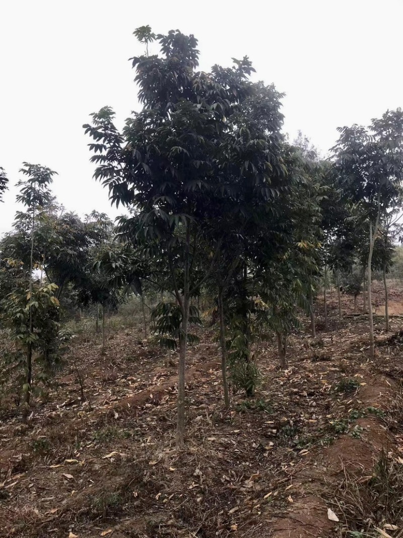 退田处理无患子湖北苗圃直发质量保证量大优惠欢迎订购