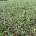 湖北钟祥本地红根蒜苗种植基地包整理包上车保证质量