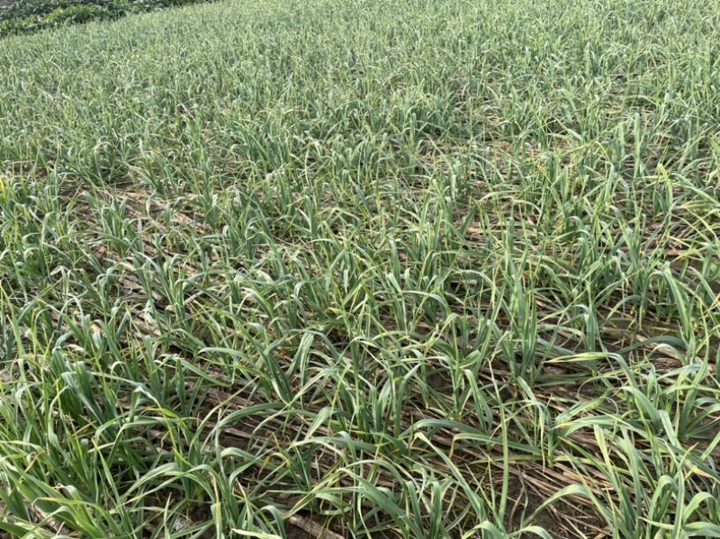 湖北钟祥本地红根蒜苗种植基地包整理包上车保证质量