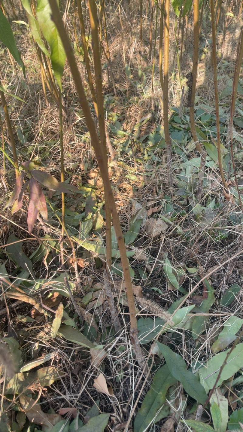 千亩精品桃苗成苗各种品种要的速度