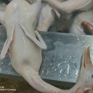 精品老麻鸭