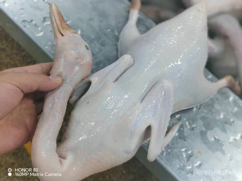 精品老麻鸭