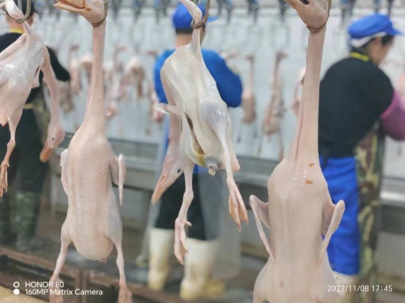 精品老麻鸭