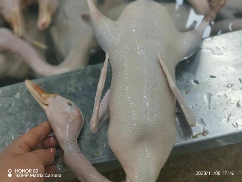精品老麻鸭
