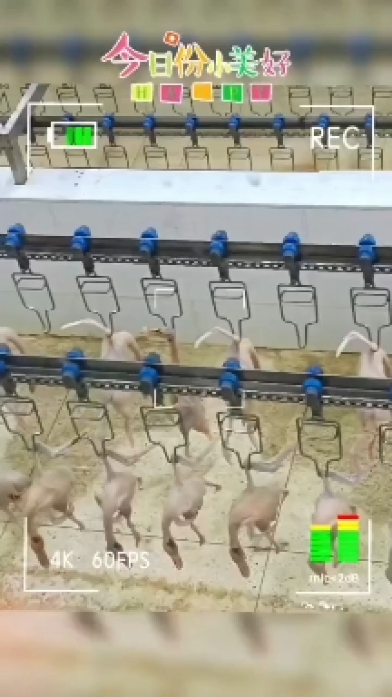精品老麻鸭