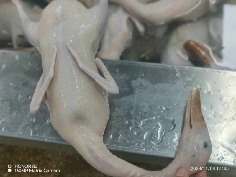 精品老麻鸭