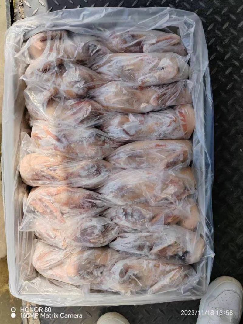 精品老麻鸭