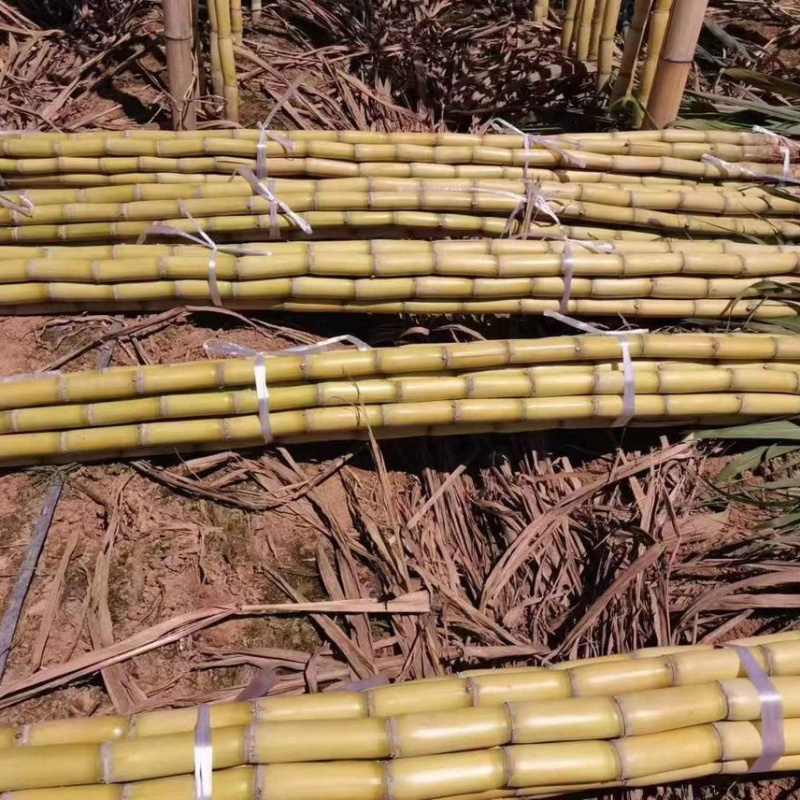 广西黑皮甘蔗，青皮甘蔗产地，电商，市场欢迎洽谈合作