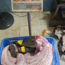 鳄鱼肉