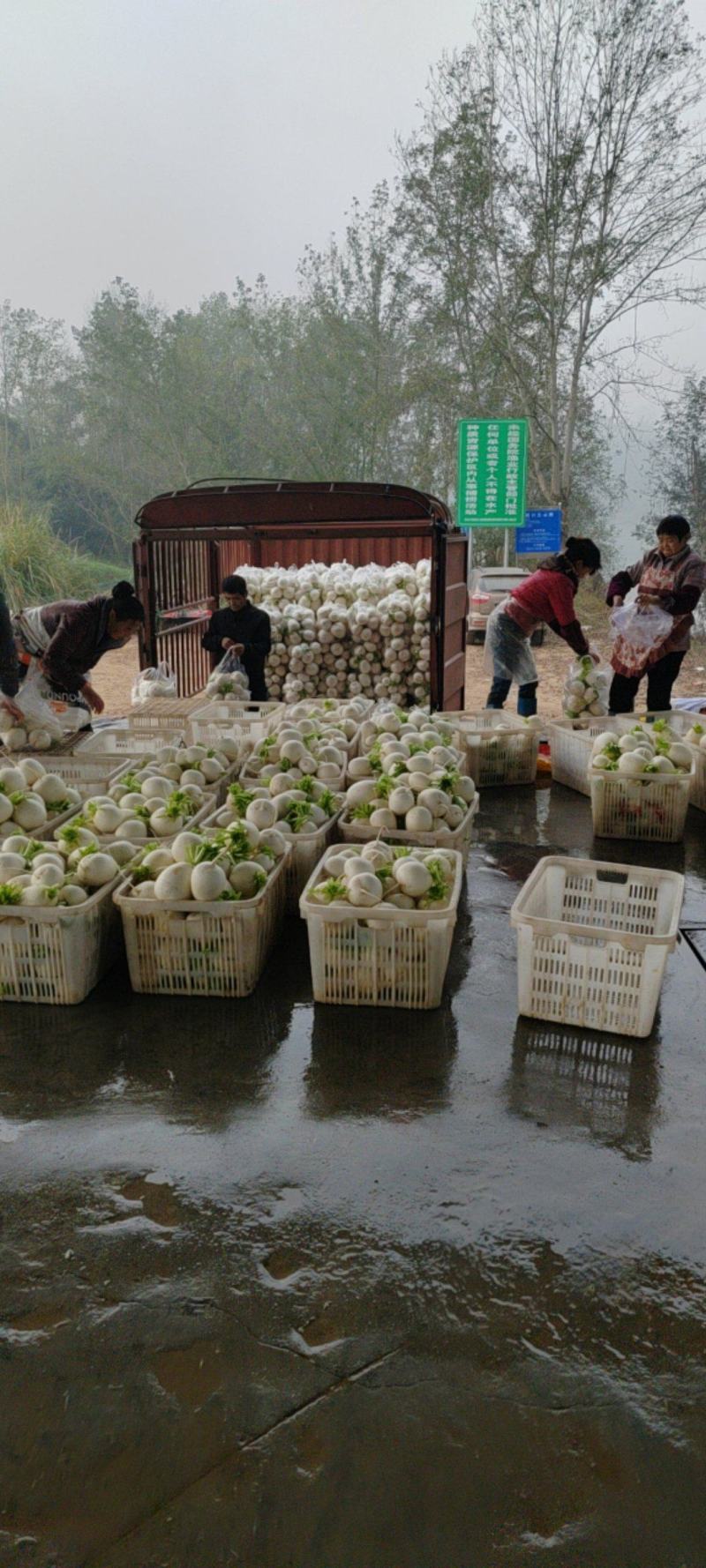 精品圆萝卜。质量杠杠滴。0.8-2.2斤大量上市中