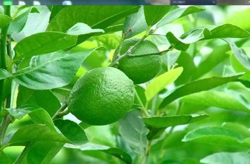 广东香水柠檬，产地直供，货源充足，量大从优，质量保证