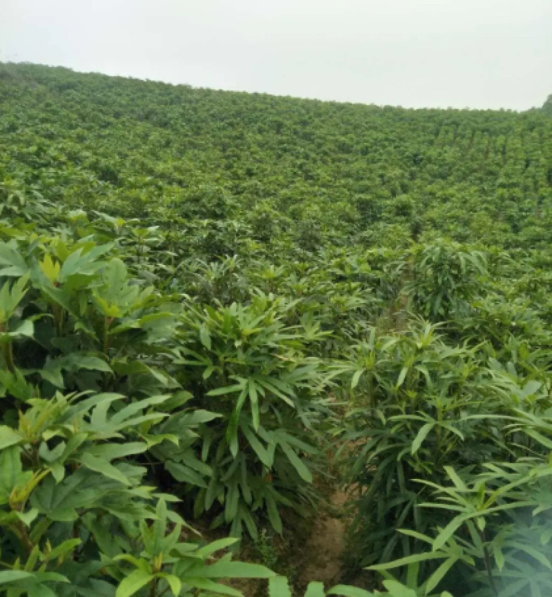 【推荐】优质供货电商，五指毛桃种苗，广西钦州，量大价优