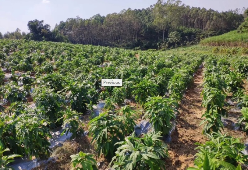 【推荐】优质供货电商，五指毛桃种苗，广西钦州，量大价优