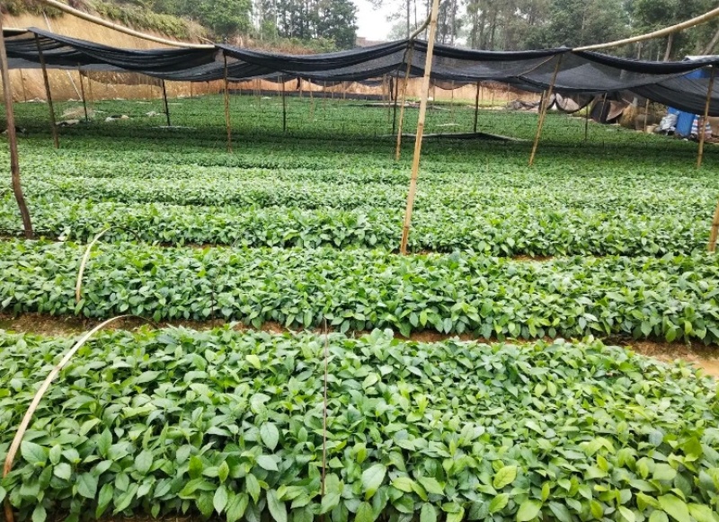 【推荐】优质供货电商，五指毛桃种苗，广西钦州，量大价优