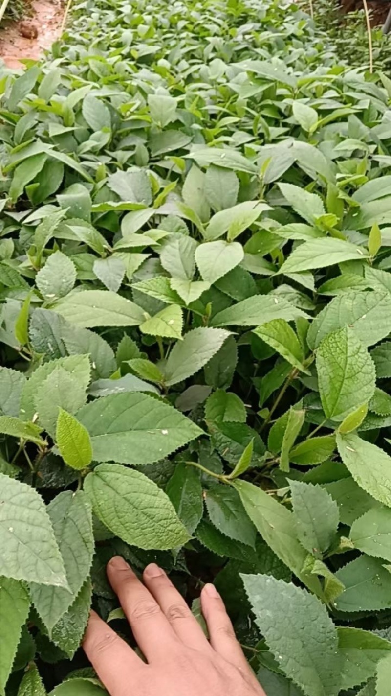 【推荐】优质供货电商，五指毛桃种苗，广西钦州，量大价优