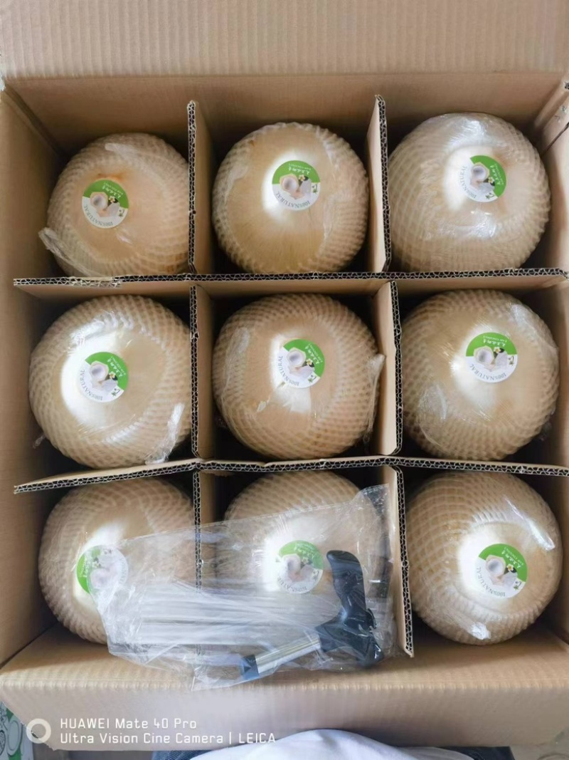 一件代发海南文昌椰子椰青全国发货品质保证