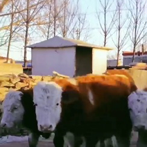 内蒙古活牛公牛母牛包活包健康视频选货品质保证基地直发