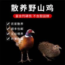 商河精品七彩山鸡，产地直发，保质保量，欢迎老板前来选购