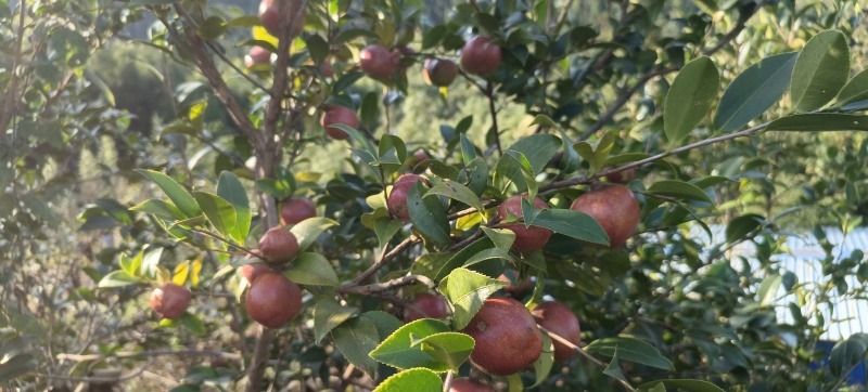 高山老品种油茶仔干货