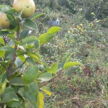 高山老品种油茶仔干货