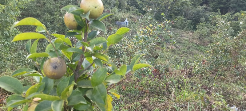 高山老品种油茶仔干货