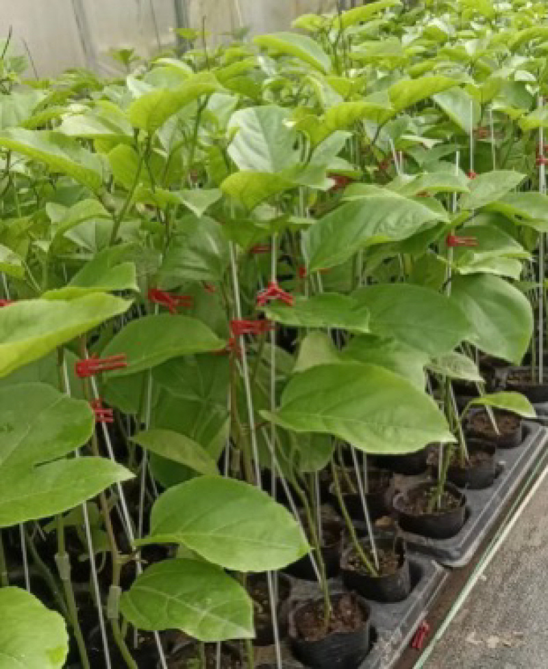 【热卖】优质供货电商，钦密9号百香果苗，广西灵山，价优
