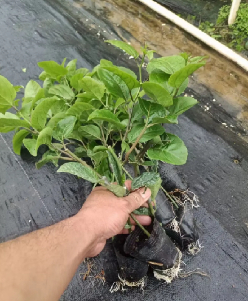 【热卖】优质供货电商，钦密9号百香果苗，广西灵山，价优