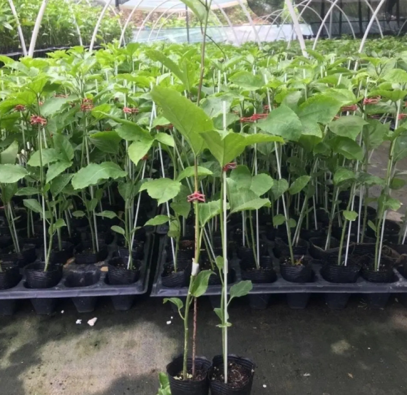 【热卖】优质供货电商，钦密9号百香果苗，广西灵山，价优
