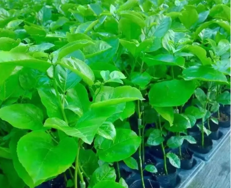【热卖】优质供货电商，钦密9号百香果苗，广西灵山，价优