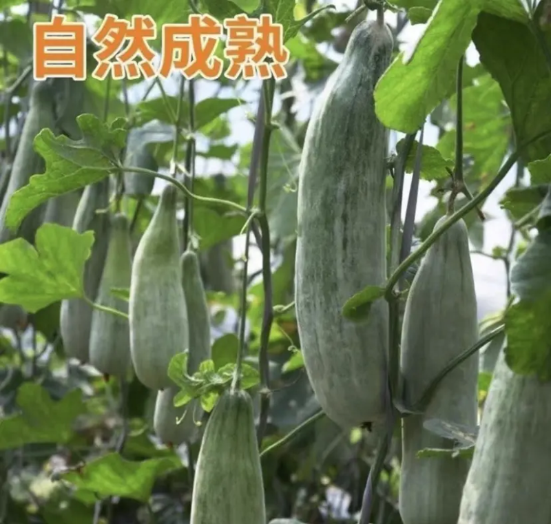 唐山乐亭羊角蜜甜瓜大量上市脆甜多汁产地直发量大从优