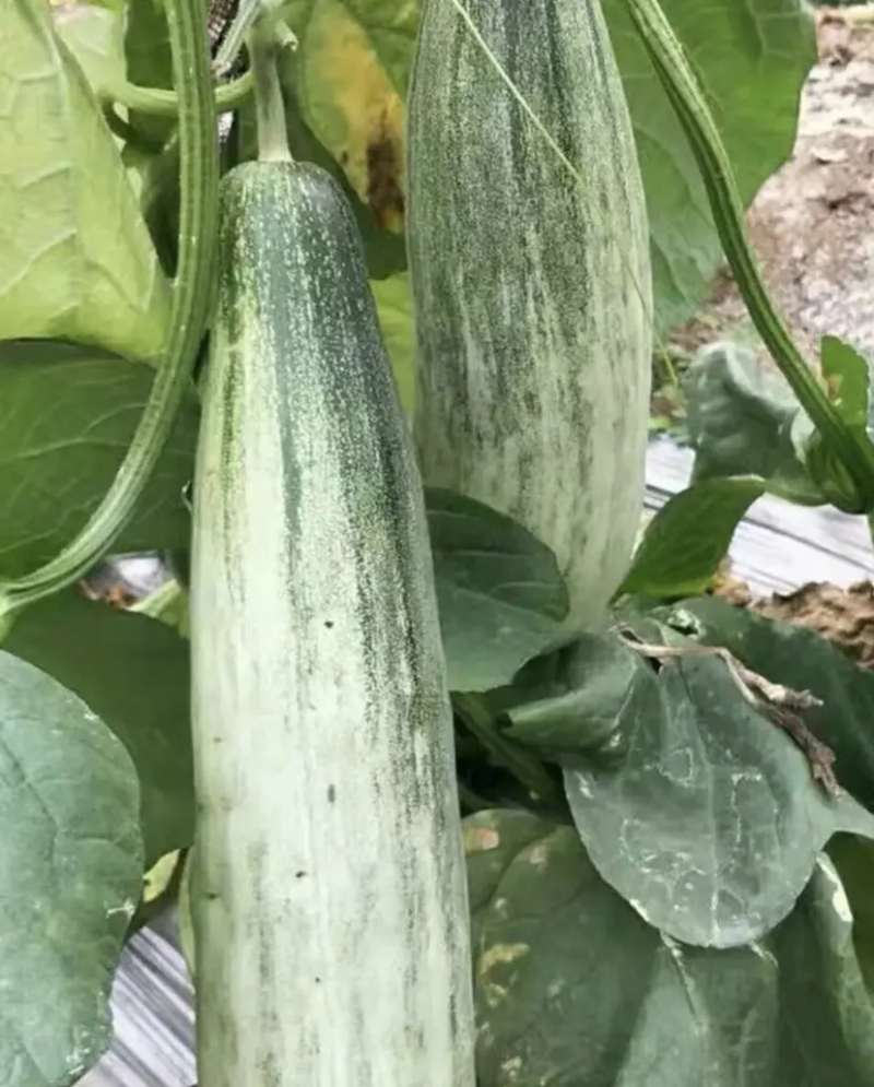 唐山乐亭羊角蜜甜瓜大量上市脆甜多汁产地直发量大从优