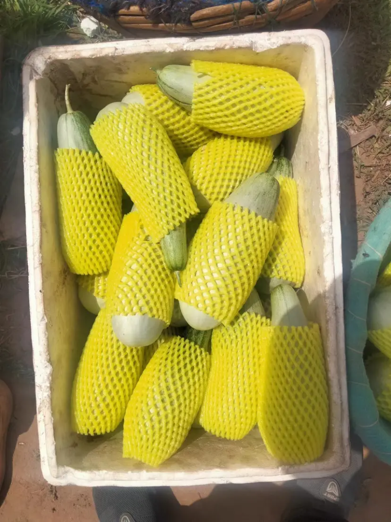 唐山乐亭羊角蜜甜瓜大量上市脆甜多汁产地直发量大从优