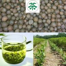 绿茶种子茶树种子耐寒茶叶种子油茶种子红色油茶种子白花油茶