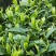 绿茶种子茶树种子耐寒茶叶种子油茶种子红色油茶种子白花油茶