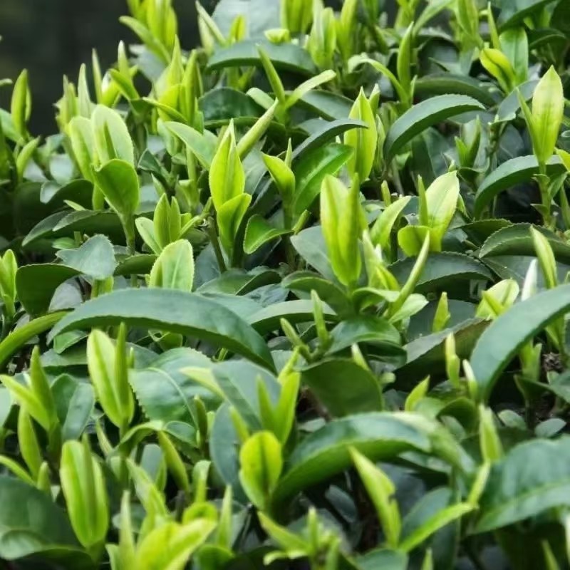 绿茶种子茶树种子耐寒茶叶种子油茶种子红色油茶种子白花油茶