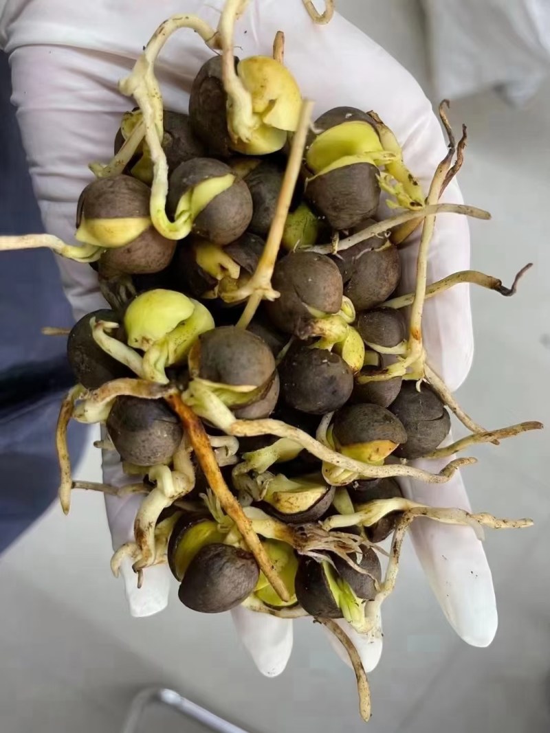 绿茶种子茶树种子耐寒茶叶种子油茶种子红色油茶种子白花油茶