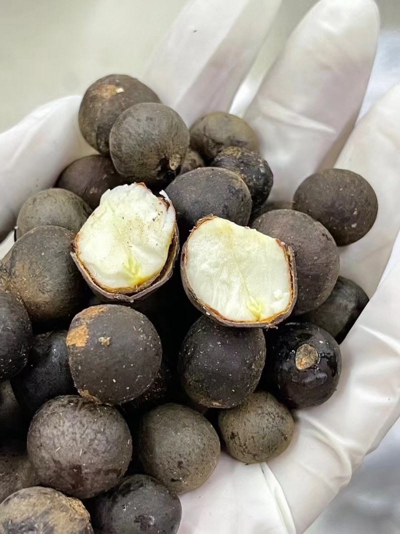 绿茶种子茶树种子耐寒茶叶种子油茶种子红色油茶种子白花油茶