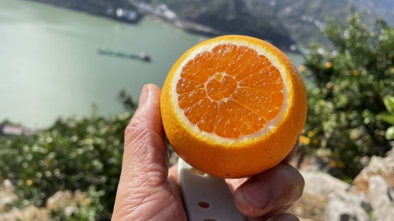 秭归九月红果冻橙产地自产自销价格优惠代收代发品质保证